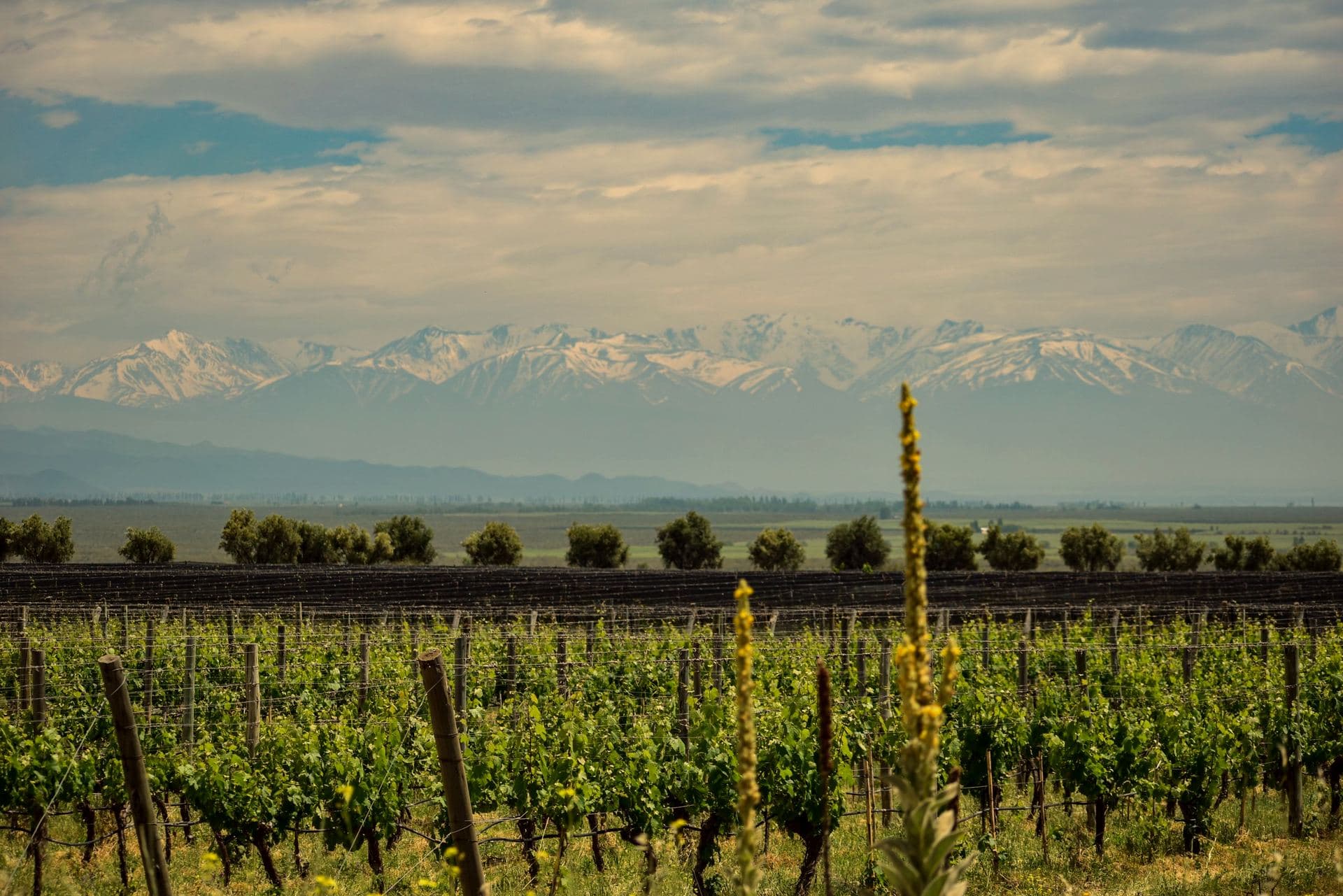 Vinhedo de Mendoza com a Cordilheira dos Andes ao fundo